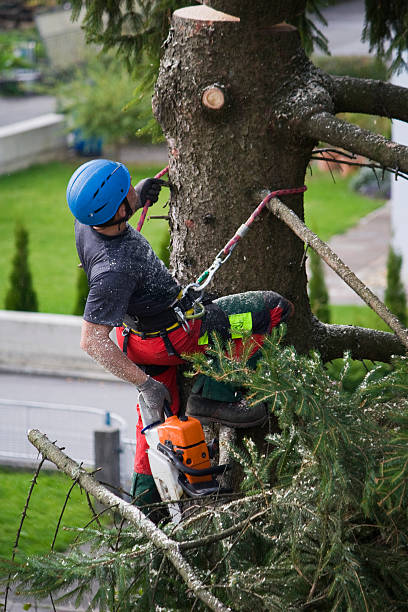 Lawn Watering Services in Highland City, FL