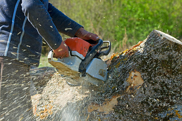 Highland City, FL Tree Services Company